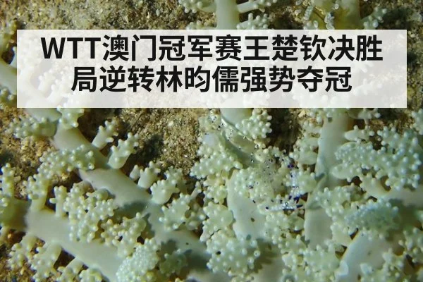 WTT澳门冠军赛王楚钦决胜局逆转林昀儒强势夺冠